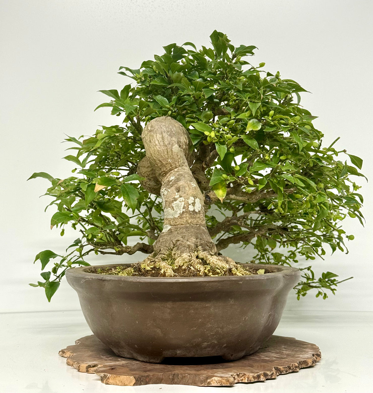 Euonymus Alatus Bonsai Tree - Unglazed Chinese Pot - 42cm