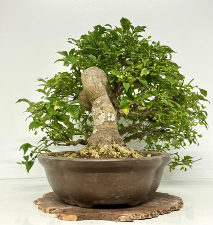 Euonymus Alatus Bonsai Tree - Unglazed Chinese Pot - 42cm