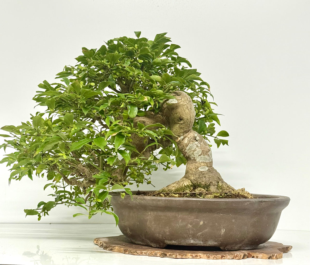 Euonymus Alatus Bonsai Tree - Unglazed Chinese Pot - 42cm