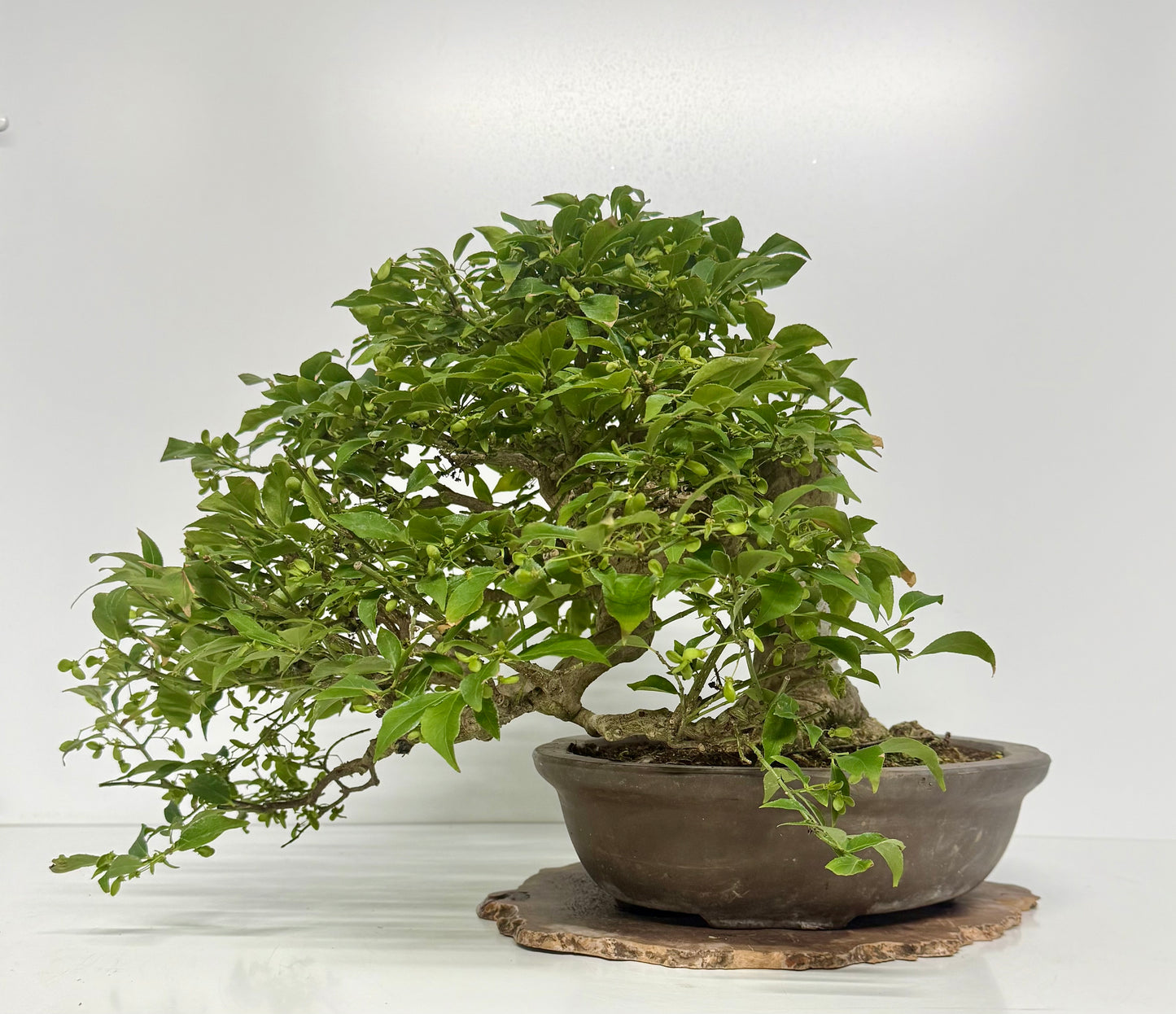 Euonymus Alatus Bonsai Tree - Unglazed Chinese Pot - 42cm
