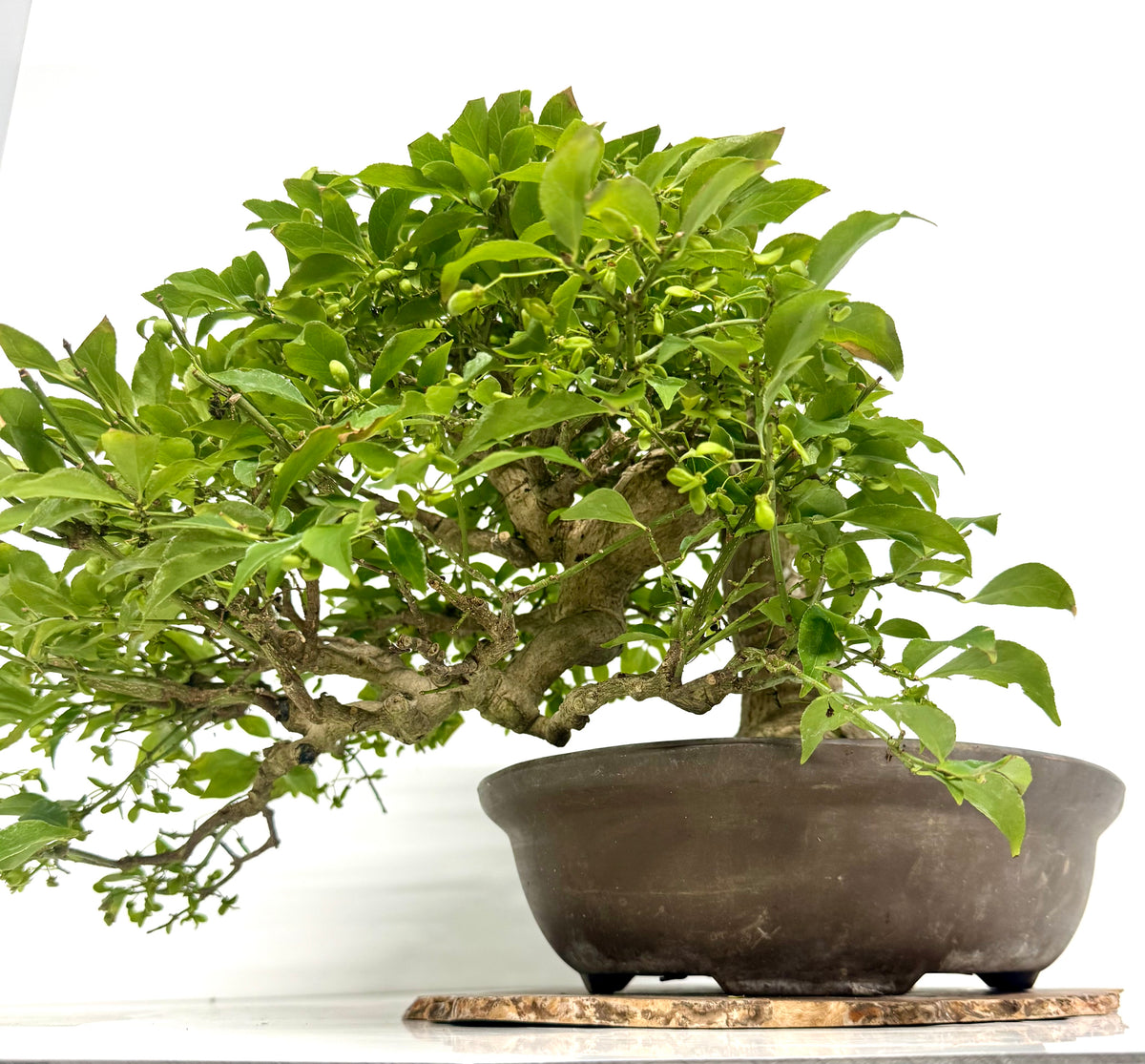 Euonymus Alatus Bonsai Tree - Unglazed Chinese Pot - 42cm