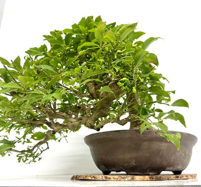 Euonymus Alatus Bonsai Tree - Unglazed Chinese Pot - 42cm