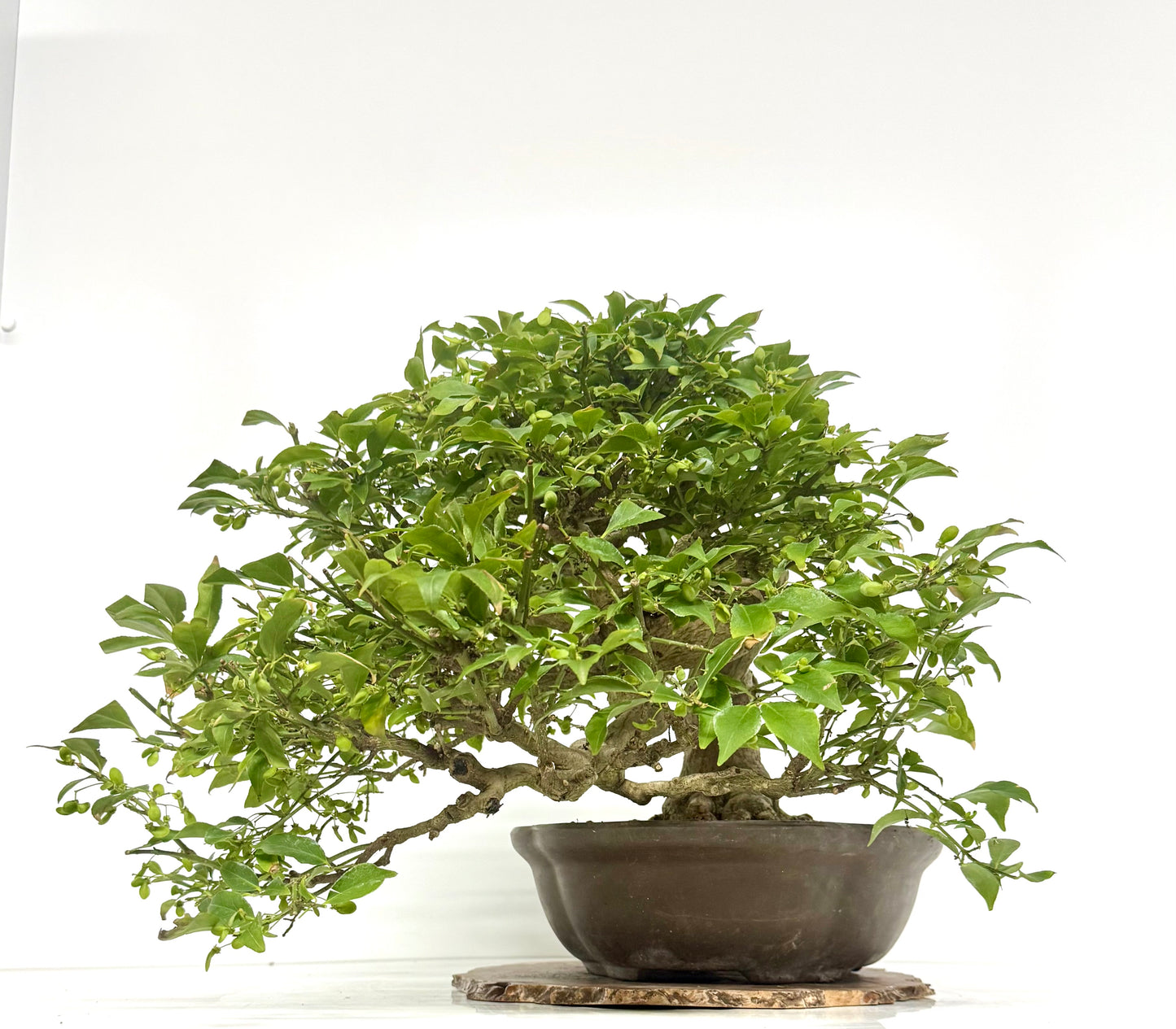 Euonymus Alatus Bonsai Tree - Unglazed Chinese Pot - 42cm