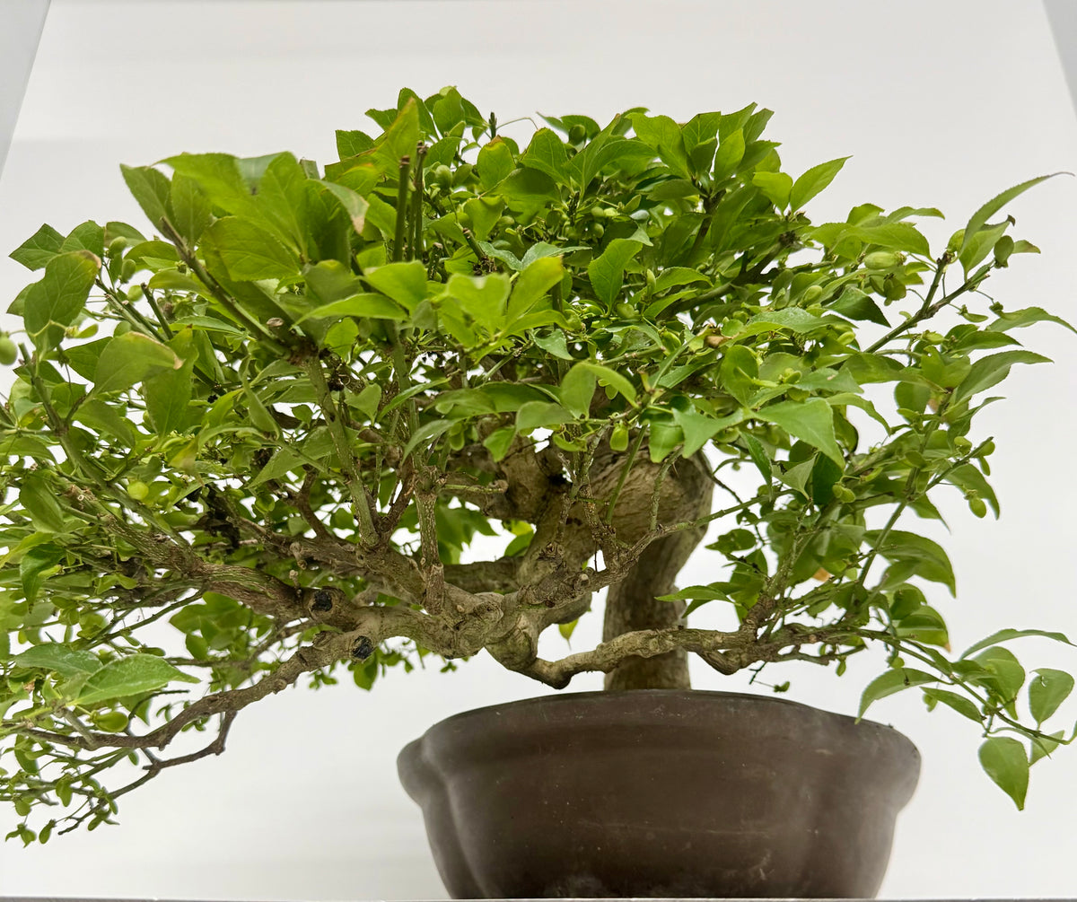 Euonymus Alatus Bonsai Tree - Unglazed Chinese Pot - 42cm