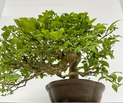 Euonymus Alatus Bonsai Tree - Unglazed Chinese Pot - 42cm