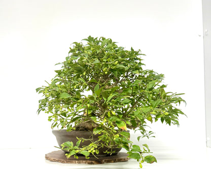 Euonymus Alatus Bonsai Tree - Unglazed Chinese Pot - 42cm