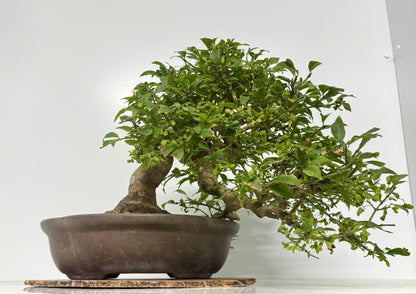 Euonymus Alatus Bonsai Tree - Unglazed Chinese Pot - 42cm