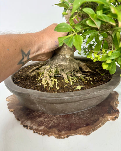 Euonymus Alatus Bonsai Tree - Unglazed Chinese Pot - 42cm