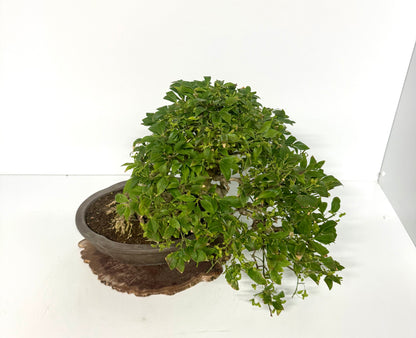 Euonymus Alatus Bonsai Tree - Unglazed Chinese Pot - 42cm