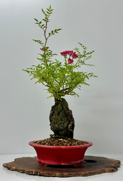 Korean Rose on Rock