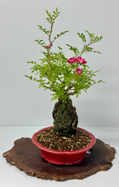 Korean Rose on Rock