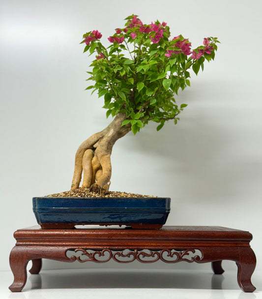 Bougainvillea