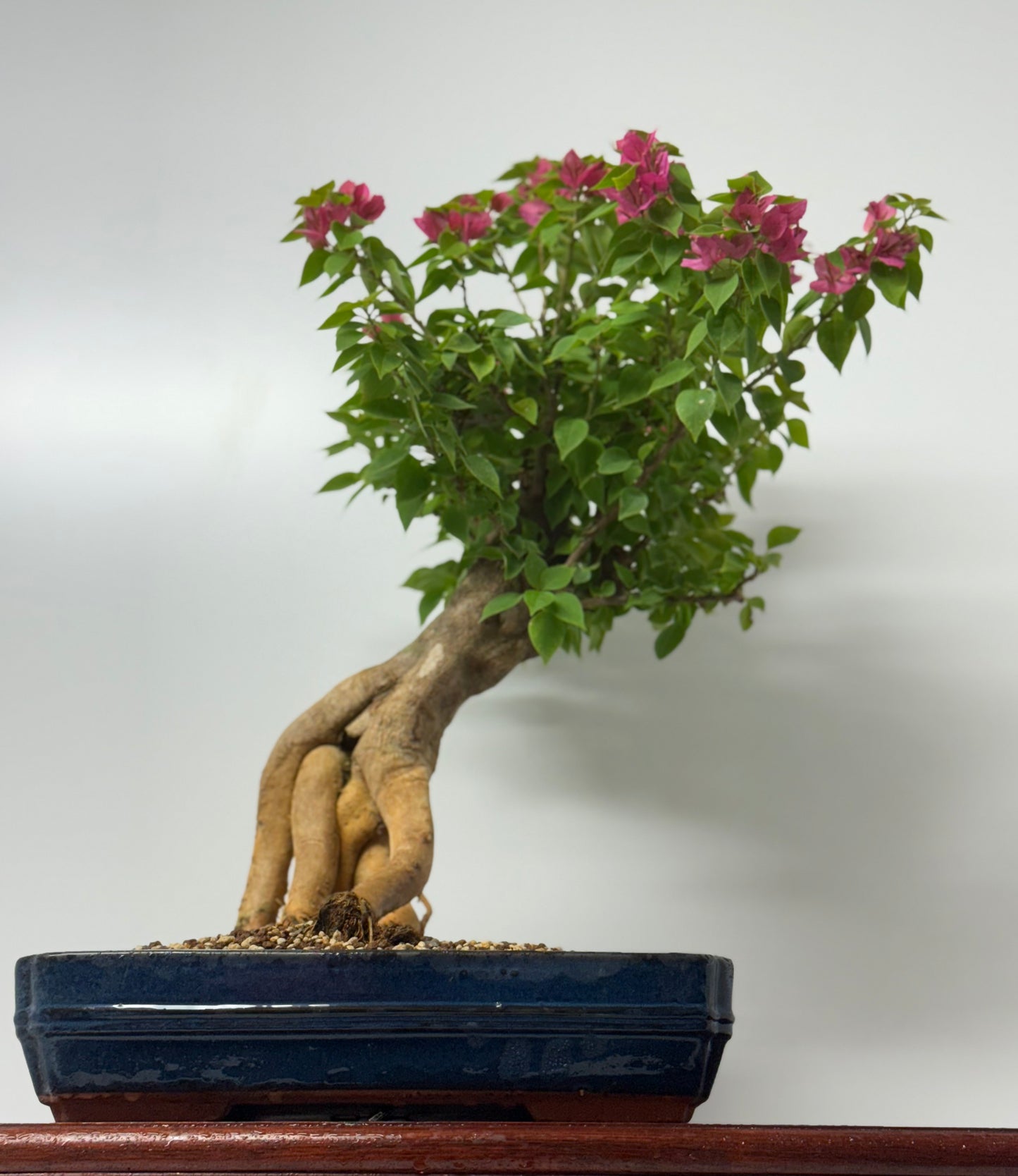 Bougainvillea