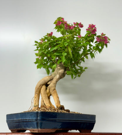 Bougainvillea