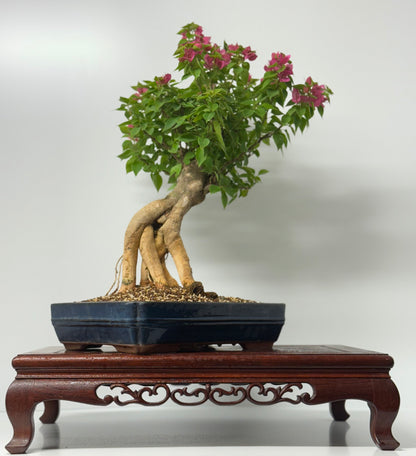 Bougainvillea