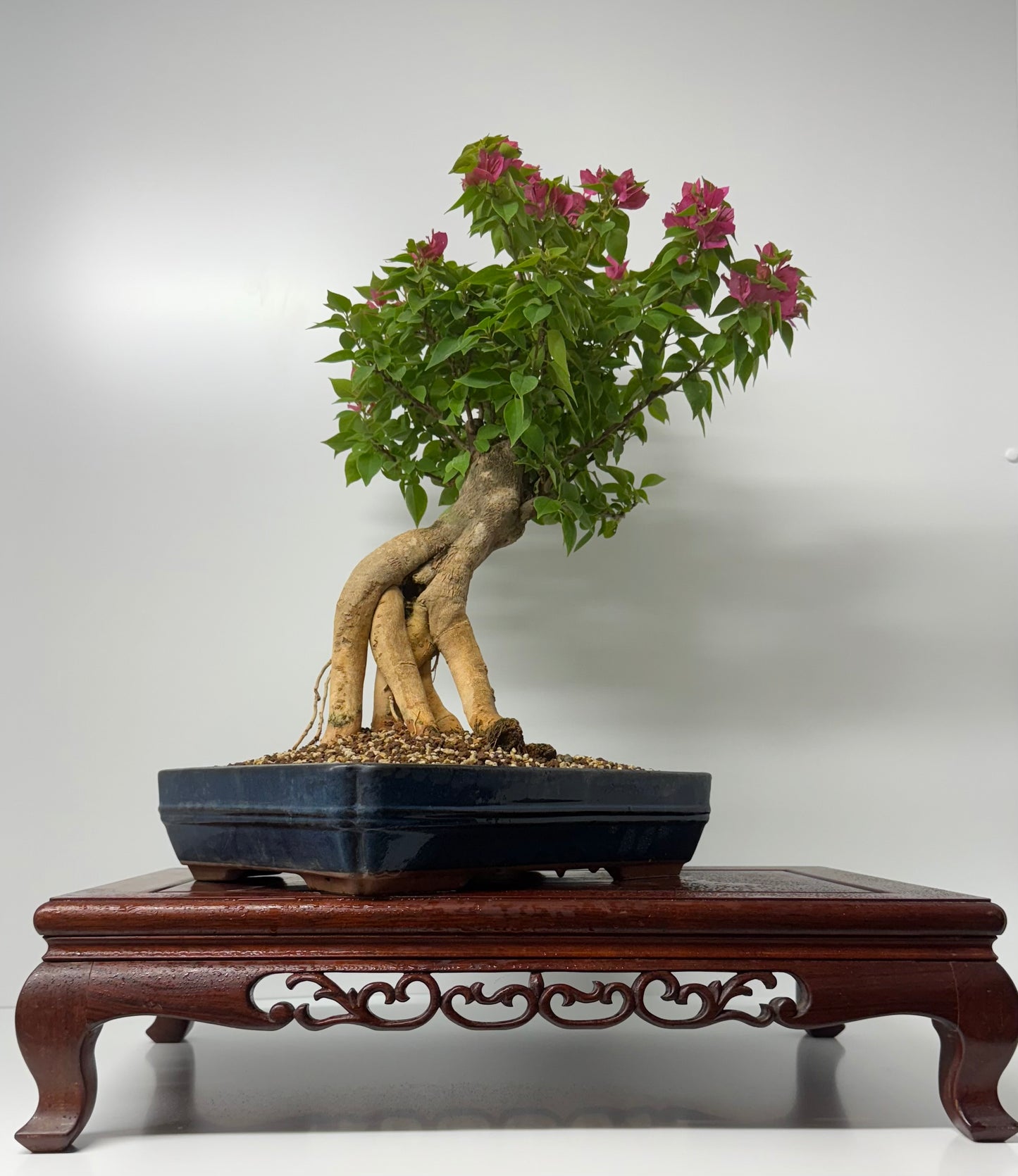 Bougainvillea