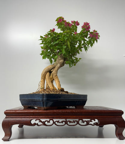 Bougainvillea