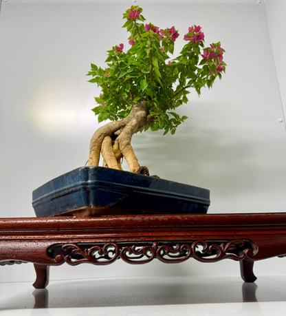 Bougainvillea
