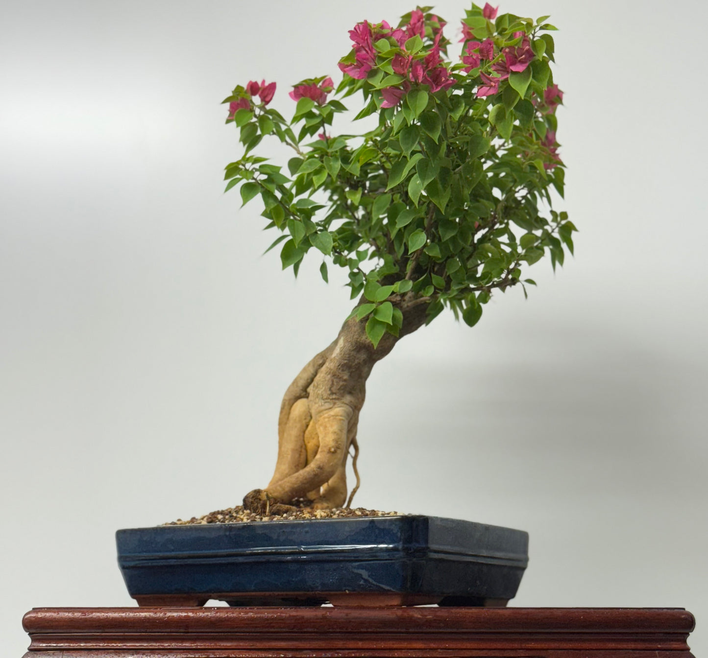 Bougainvillea