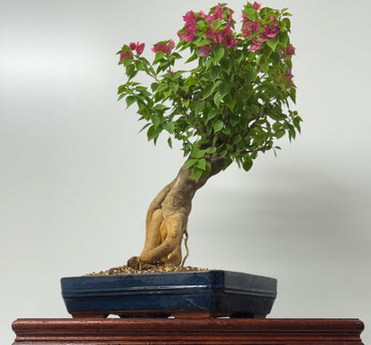 Bougainvillea