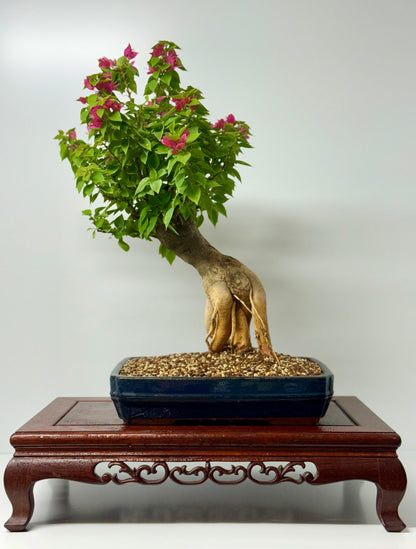 Bougainvillea