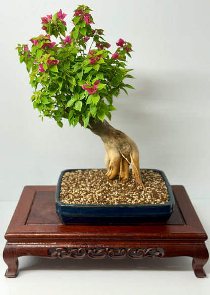 Bougainvillea