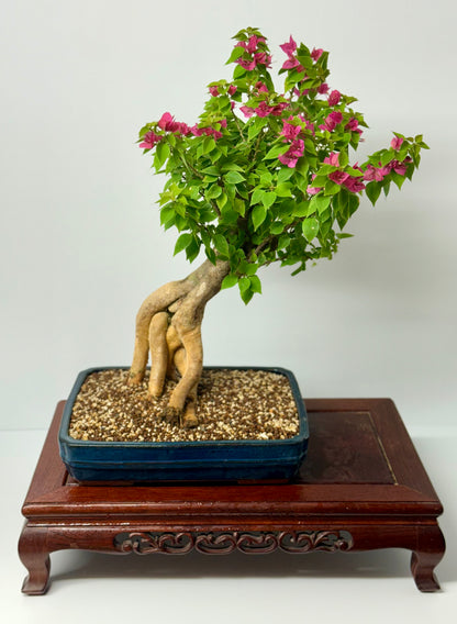 Bougainvillea
