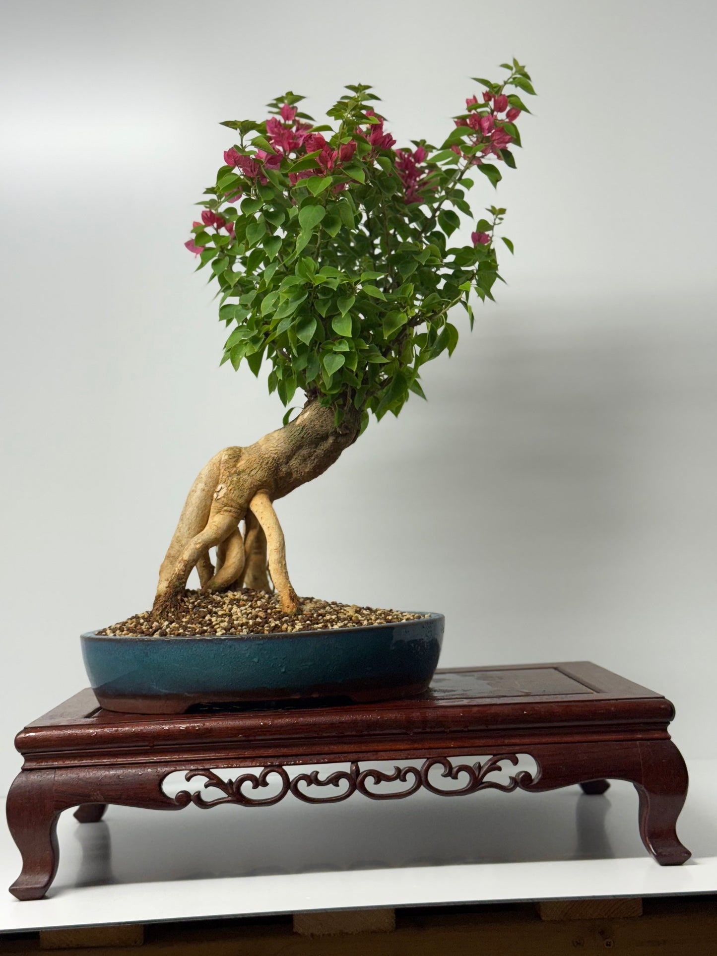 Bougainvillea