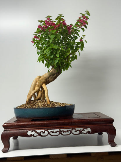 Bougainvillea