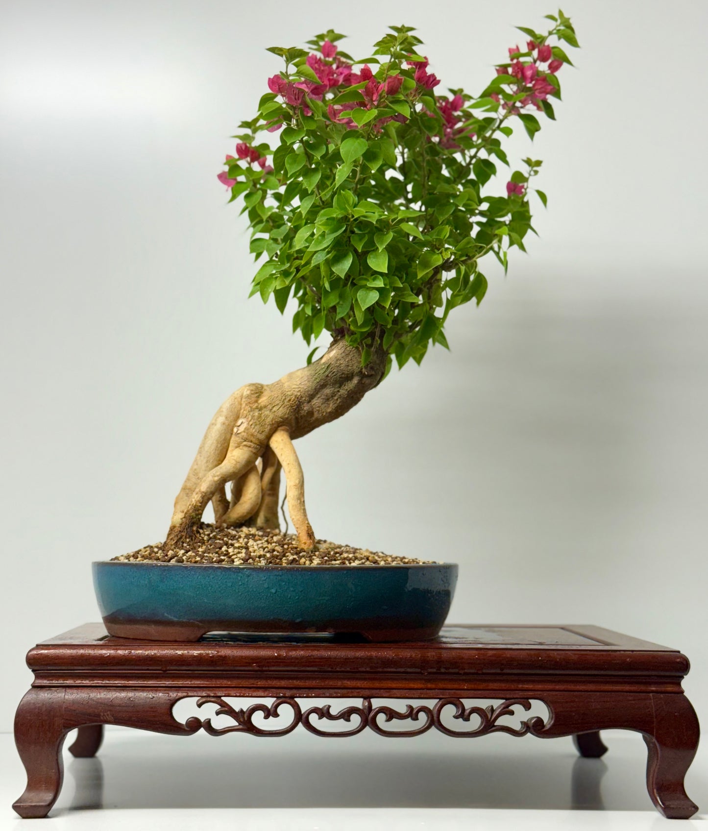 Bougainvillea