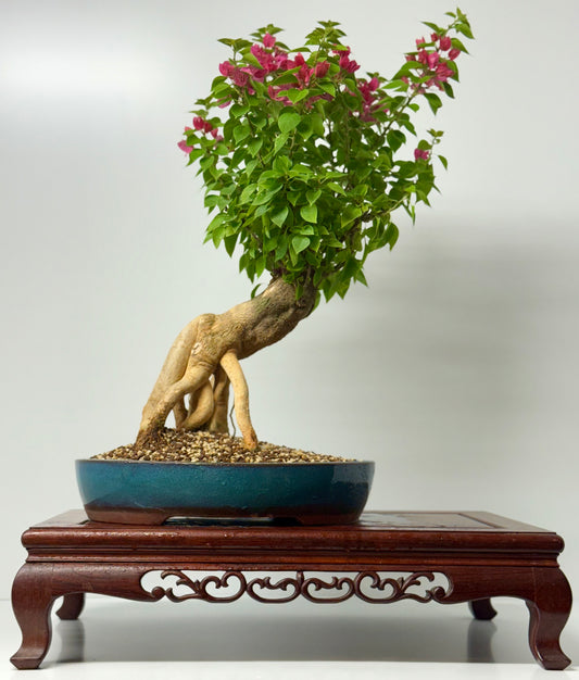 Bougainvillea