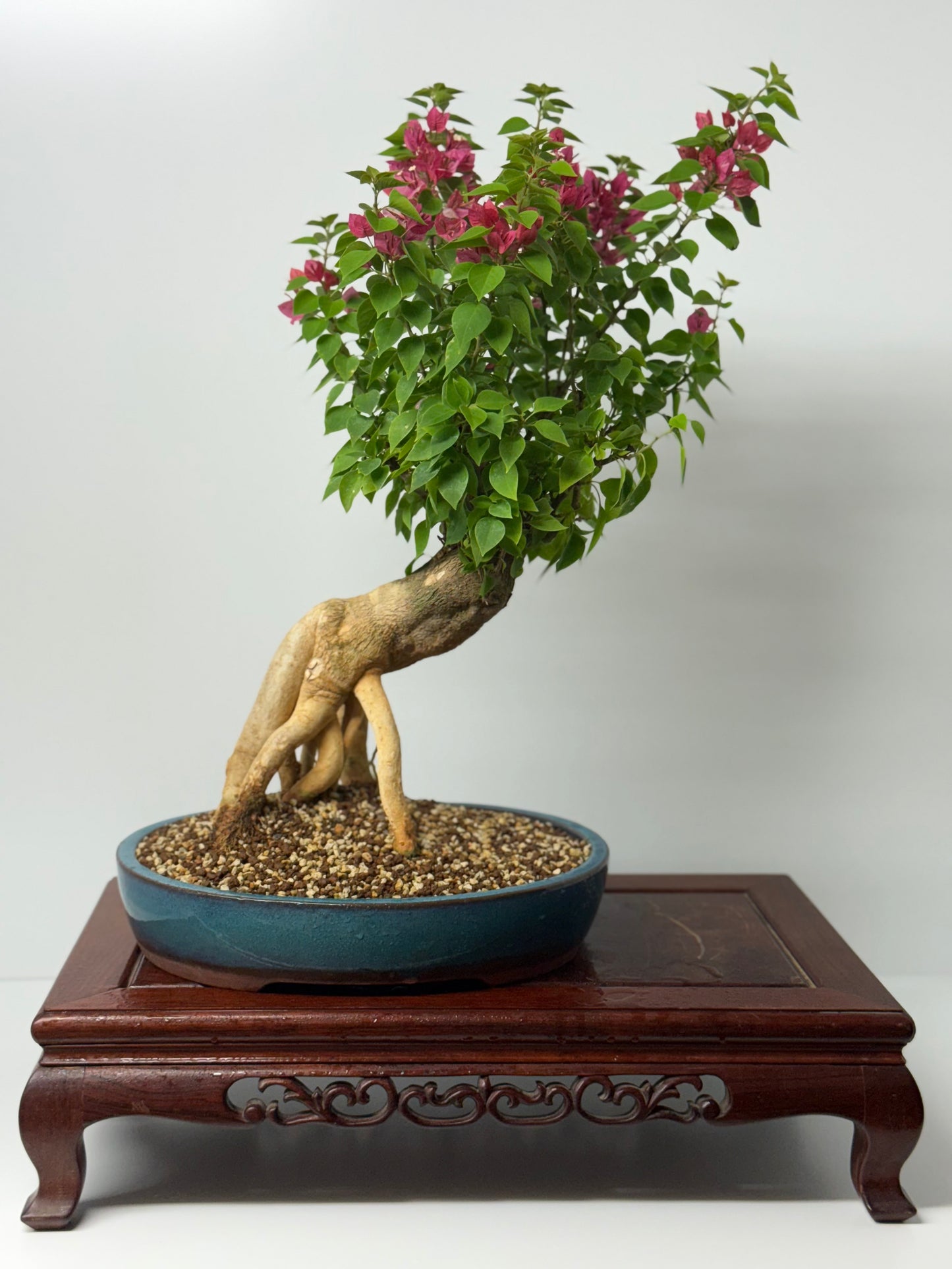 Bougainvillea