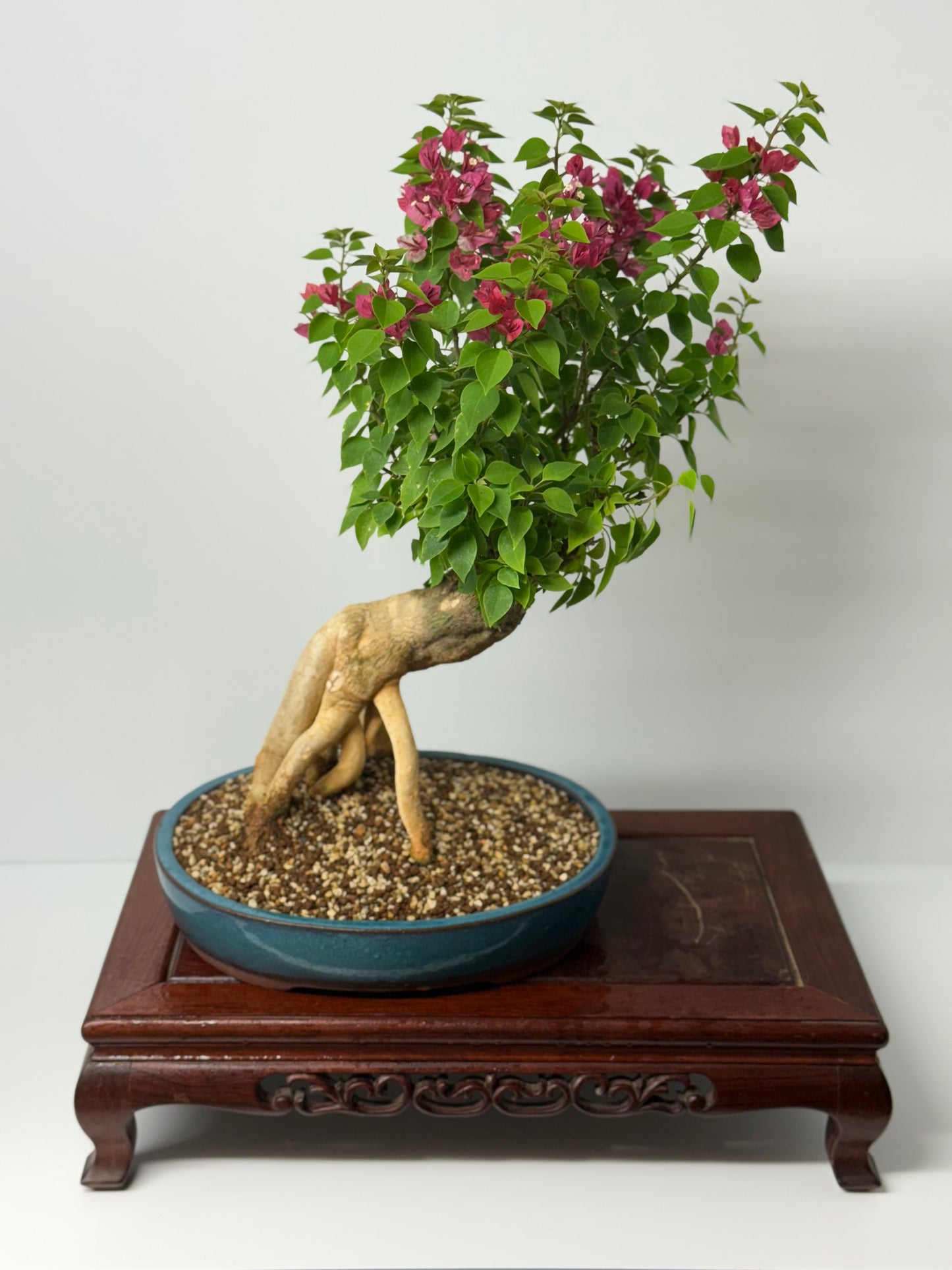 Bougainvillea