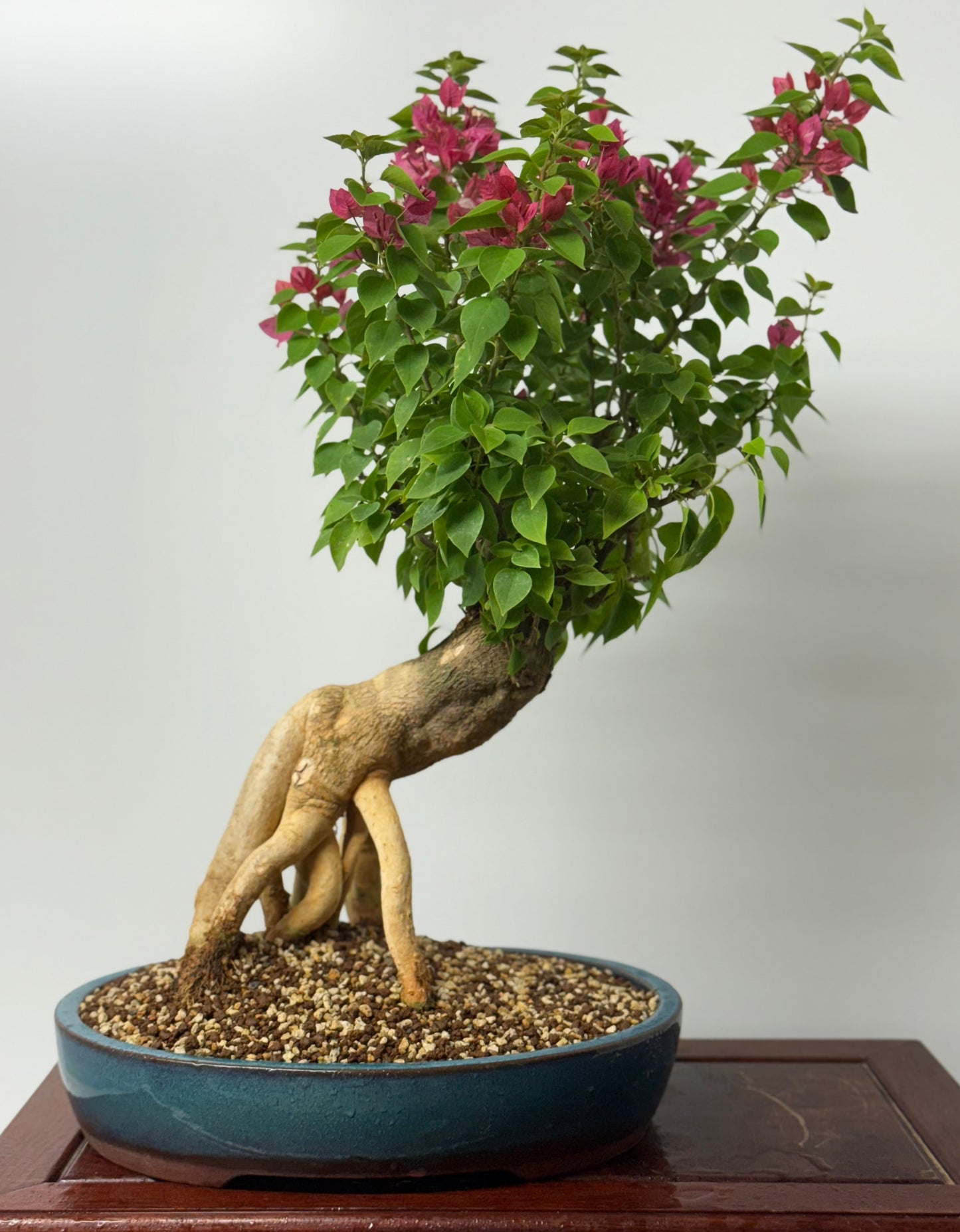 Bougainvillea