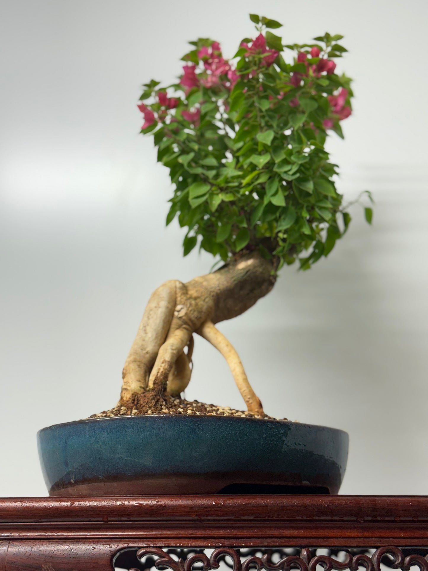 Bougainvillea