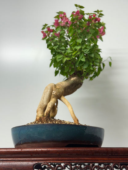 Bougainvillea