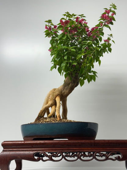 Bougainvillea