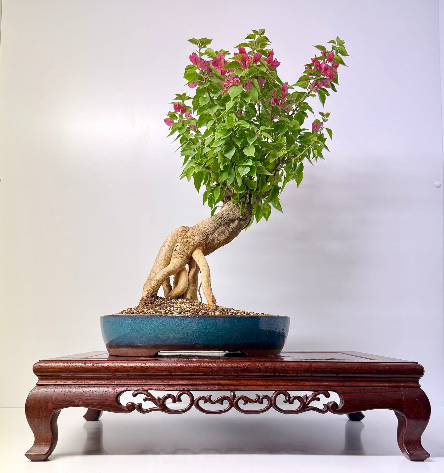 Bougainvillea