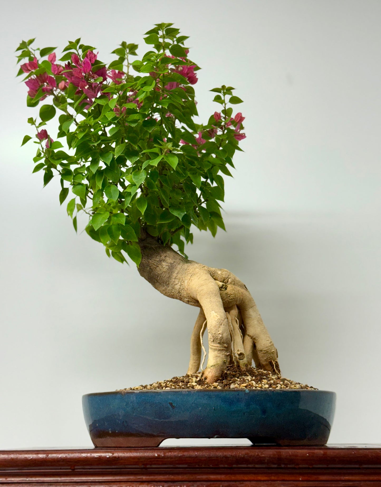 Bougainvillea