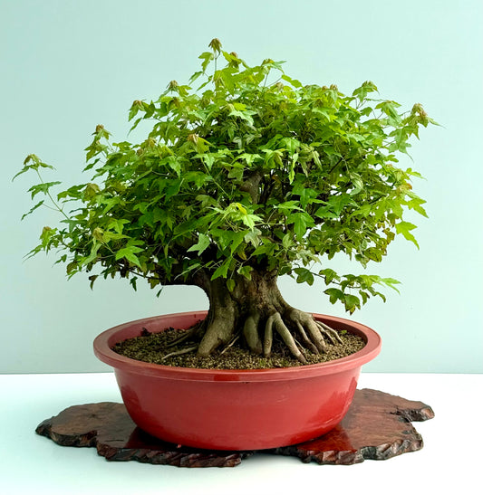 Mature Trident Maple Bonsai | Development Tree – 60cm