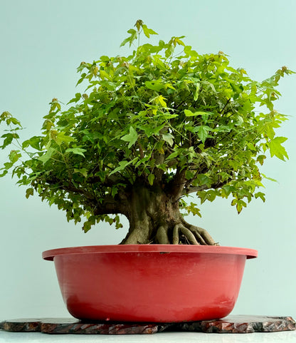 Mature Trident Maple Bonsai | Development Tree – 60cm