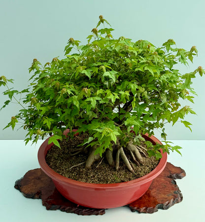 Mature Trident Maple Bonsai | Development Tree – 60cm
