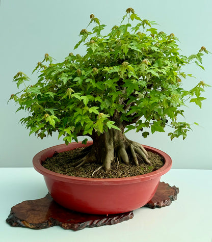 Mature Trident Maple Bonsai | Development Tree – 60cm