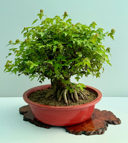 Mature Trident Maple Bonsai | Development Tree – 60cm