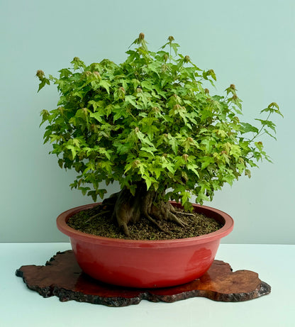 Mature Trident Maple Bonsai | Development Tree – 60cm