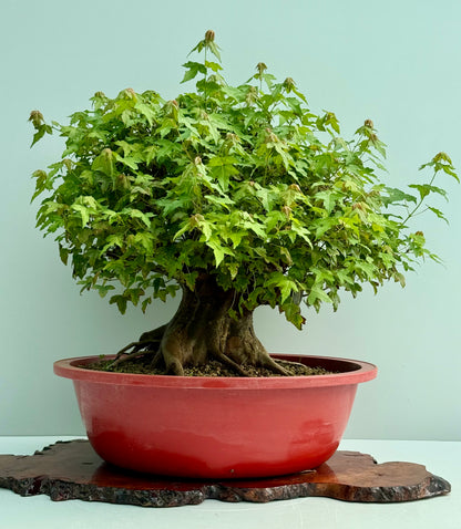 Mature Trident Maple Bonsai | Development Tree – 60cm