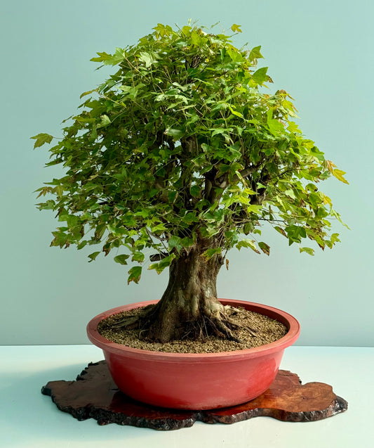 Large Mature Trident Maple Bonsai | Development Tree – 85cm