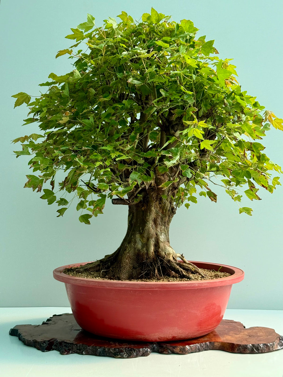 Large Mature Trident Maple Bonsai | Development Tree – 85cm