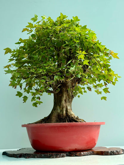 Large Mature Trident Maple Bonsai | Development Tree – 85cm