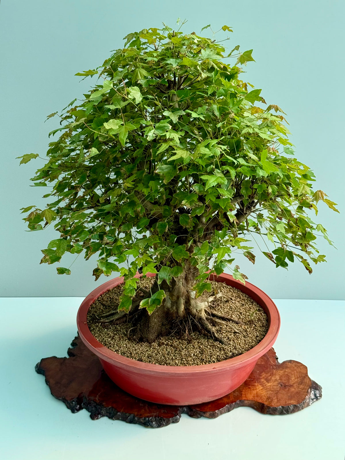 Large Mature Trident Maple Bonsai | Development Tree – 85cm